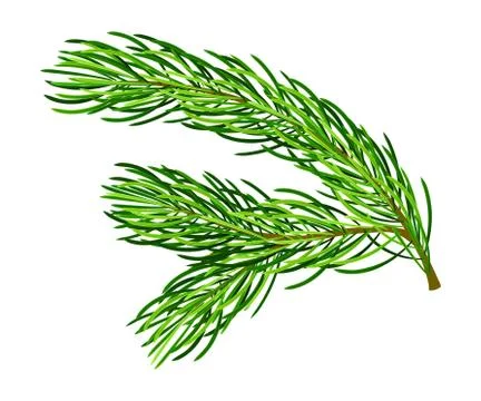 Fluffy Branch of Evergreen Pine Tree with Needle Leaves Vector Illustration Illustrazione stock