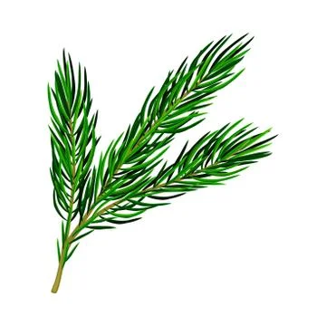 Fluffy Branch of Evergreen Pine Tree with Needle Leaves Vector Illustration Stock Illustration