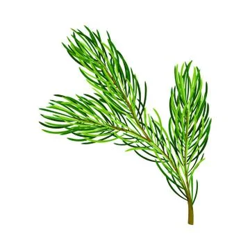Fluffy Branch of Evergreen Pine Tree with Needle Leaves Vector Illustration Stock Illustration
