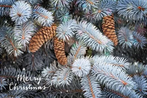 Fluffy branches of a blue spruce. Stock Photos