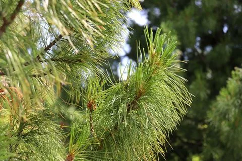 Fluffy branches of a cedar pine with cones against another pine tree Stock Photos