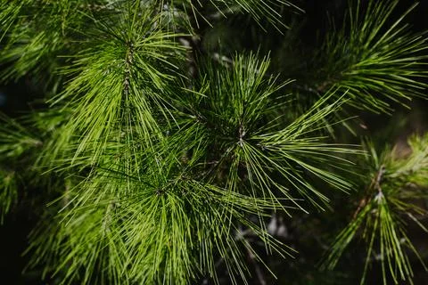 Fluffy branches of green pine tree. Close-up. Stock Photos