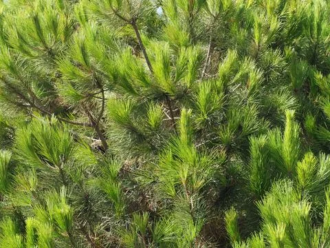 Fluffy branches of Mediterranean pine 写真素材