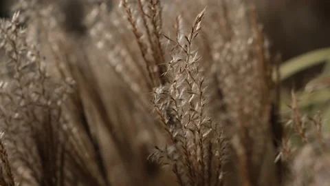 Fluffy branches of pampas tall grass swaying in the blowing wind outdoors. Stock Footage 221400348