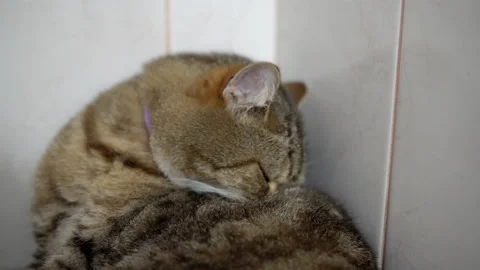 The fluffy British cat washes himself with his tongue before bed. Stock Footage 143413556
