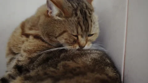 The fluffy British cat washes himself with his tongue before bed. Stock Footage 143413654