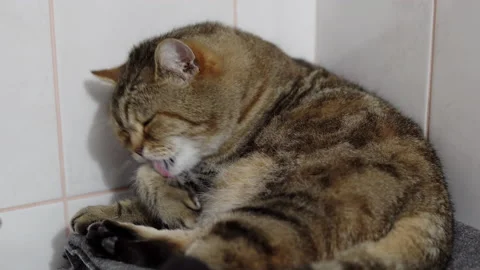 The fluffy British cat washes himself with his tongue before bed. Stock Footage 143414105