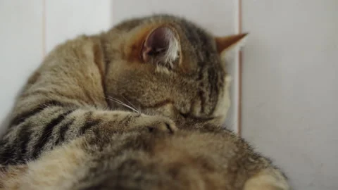 The fluffy British cat washes himself with his tongue before bed. Vidéo 143414456