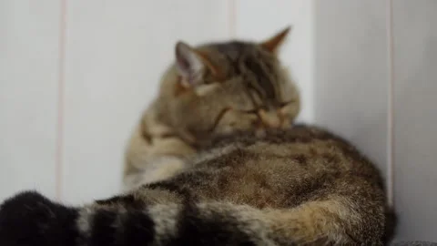 The fluffy British cat washes himself with his tongue before bed. Stock Footage 143414714