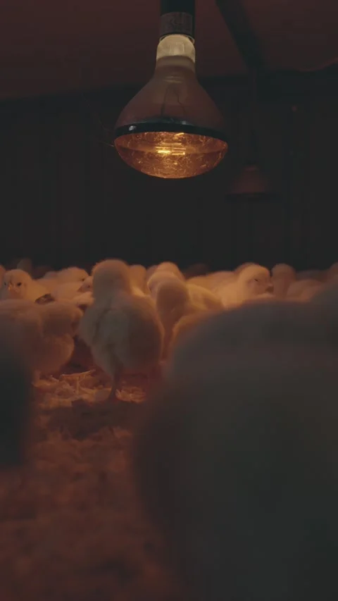 Fluffy broiler chicks warm themselves under a heat lamp Stock Footage 317946849
