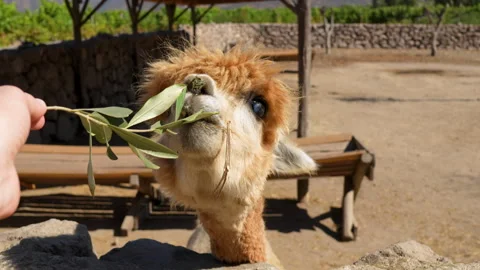 Fluffy brown alpaca being fed a green leafy branch Stockbeeldmateriaal 335270741