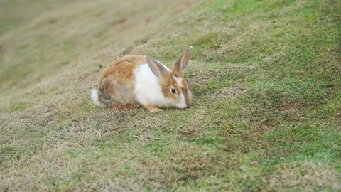A fluffy brown and white rabbit sitting on a grassy slope in a natural outd.. Stock Footage 336098726