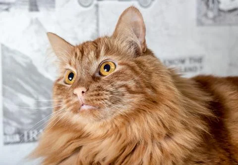 Fluffy brown cat Stock Photos