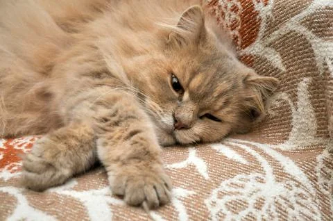 Fluffy brown cat resting on a patterned fabric surface, eyes partially open. Foto stock
