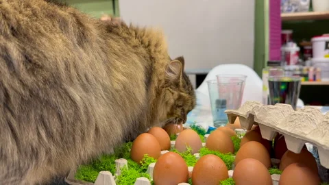 A fluffy brown cat is sitting on the table and eating a raw egg, side view Stock Footage 304171713
