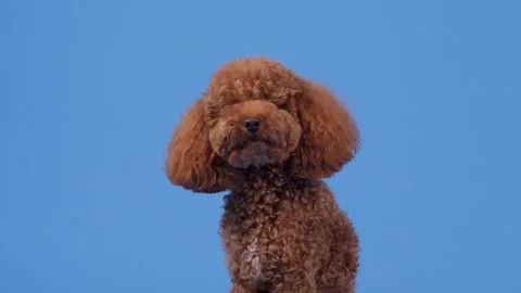 A Fluffy Brown Dog Poses Charmingly Against a Bright Blue Background That Shines Stock Footage 304780973