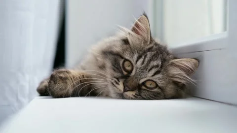 Fluffy brown kitten on the windowsill Stock-Footage 275795918