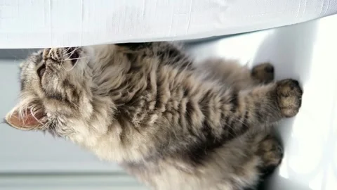 Fluffy brown kitten on the windowsill 스톡 동영상 275796403