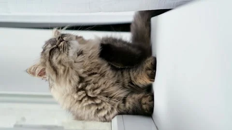 Fluffy brown kitten on the windowsill Stockbeeldmateriaal 276249978