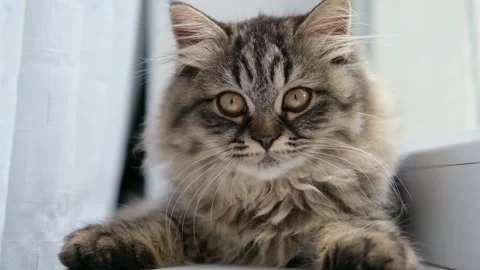 Fluffy brown kitten on the windowsill 스톡 동영상 276249981