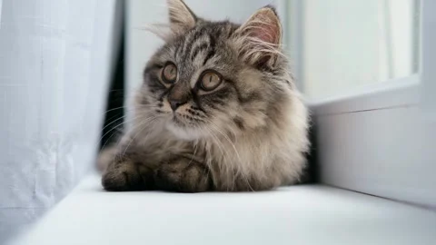Fluffy brown kitten on the windowsill Video stock 276600573