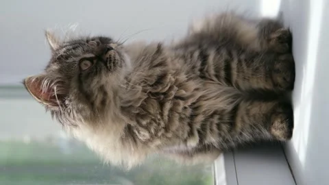 Fluffy brown kitten on the windowsill Video stock 276643467