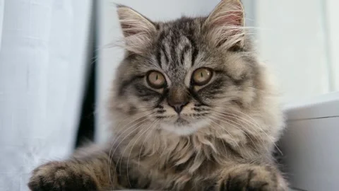 Fluffy brown kitten on the windowsill 스톡 동영상 277526249