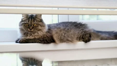 Fluffy brown kitten on the windowsill Stock-Footage 283820300