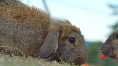 Fluffy brown lop-eared rabbit sitting on dry grass outdoors. Another bunny .. Stock Footage 335939743