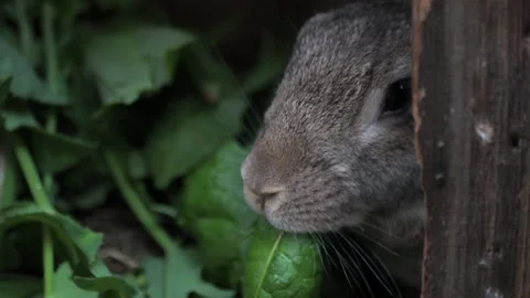 Fluffy brown rabbit eats grass in his cage. Slow motion Stock Footage 205280431