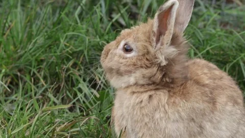 Fluffy Brown Rabbit Resting in Grass, easter bunny in clover, funny animal .. Stock Footage 292619771