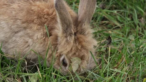 Fluffy Brown Rabbit Resting in Grass, easter bunny in nature, fluffy pet in.. Stock Footage 292621158