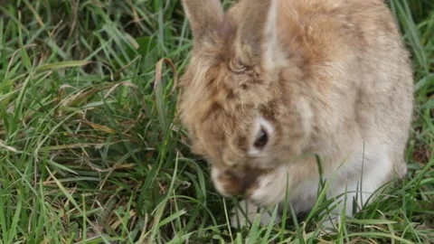 Fluffy Brown Rabbit Resting in Grass, wild animal in countryside, young mam.. Stock Footage 292621174