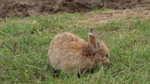 Fluffy Brown Rabbit Resting in Grass, brown rabbit in garden, domestic pet .. Stock Footage 292625340