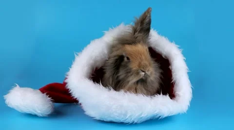 Fluffy brown rabbit  sits and sniffing in the Santa Claus hat Stock Footage 67448949