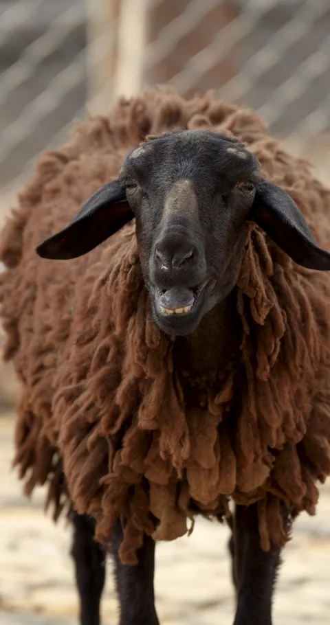 Fluffy brown sheep looks into the camera. Stock Footage 279305904