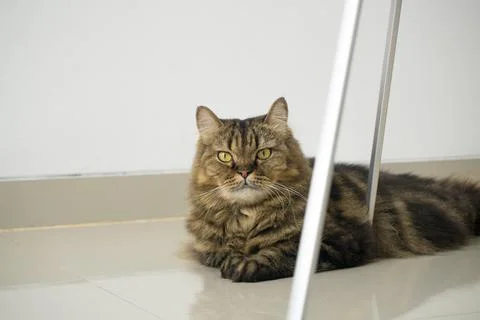 A fluffy brown tabby cat lying on a light colored floor looking directly at.. Stock Photos