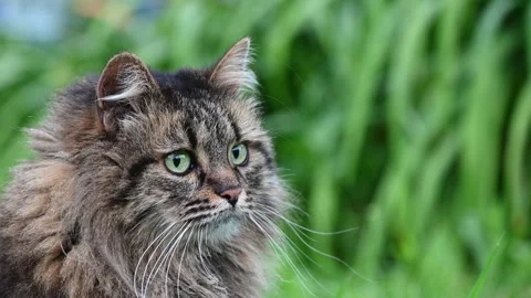Fluffy brown tabby cat sits in green grass Stock-Footage 284006376