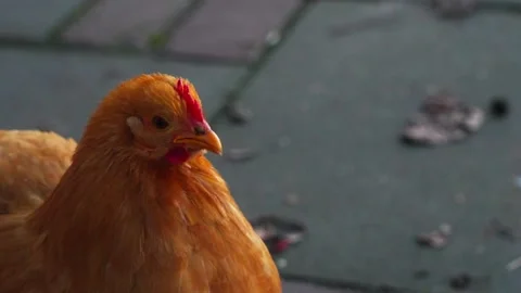 Fluffy brown weird chicken close up cleaning Video stock 233292372