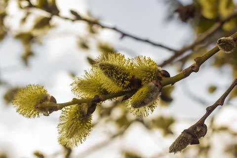 Fluffy buds on the tree bloom in the spring. Stock Photos