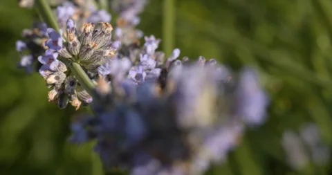 A fluffy bumble bee feeds and crawl down branch Stock Footage 113148376