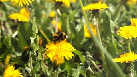 The fluffy bumble bee gathering pollen at a flower field in a sunny day. After f Stock Footage 86299988