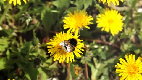 The fluffy bumble bee gathering pollen at a flower field in a sunny day. After f Stock Footage 86300003