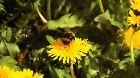 The fluffy bumble bee gathering pollen at a flower field in a sunny day. Stock Footage 86300012