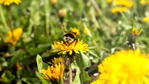The fluffy bumble bee gathering pollen at a flower field in a sunny day. After f Stock Footage 86300020