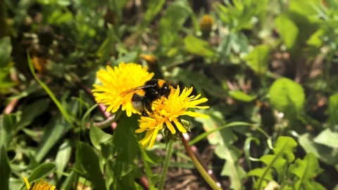 The fluffy bumble bee gathering pollen at a flower field in a sunny day. After f Stock Footage 86300028