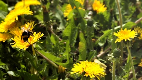 The fluffy bumble bee gathering pollen at a flower field in a sunny day. After f Stock Footage 86300035
