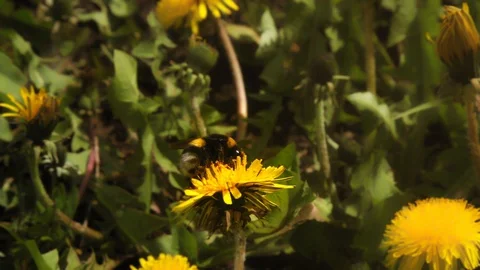 The fluffy bumble bee gathering pollen at a flower field in a sunny day. After f Stock Footage 86300036