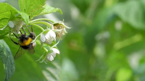 Fluffy bumblebee buzzes around raspberry bush, gathering sweet nectar Video stock 267169875