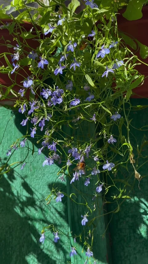 Fluffy bumblebee collecting pollen by flying between small blue lobelia flowers Stock Footage 330444159